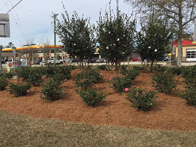 Landscape Installation, New Orleans, LA