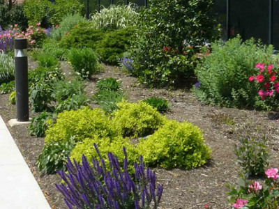 Landscape Maintenance