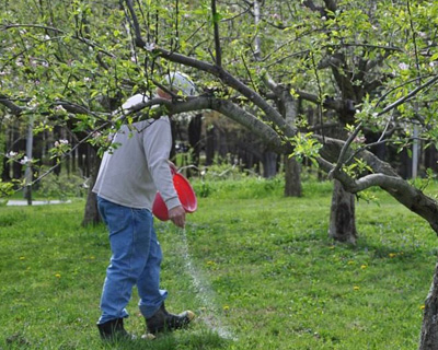 Tree Maintenance Tips, New Orleans, LA