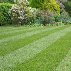 lawn-maintenance