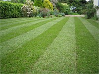 Lawn Treatments