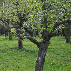 trees-and-flowers