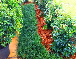 icLouisiana Lawns